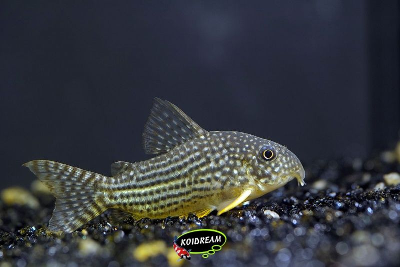 Corydora Sterbai