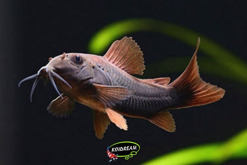 Corydora Venezuela Black