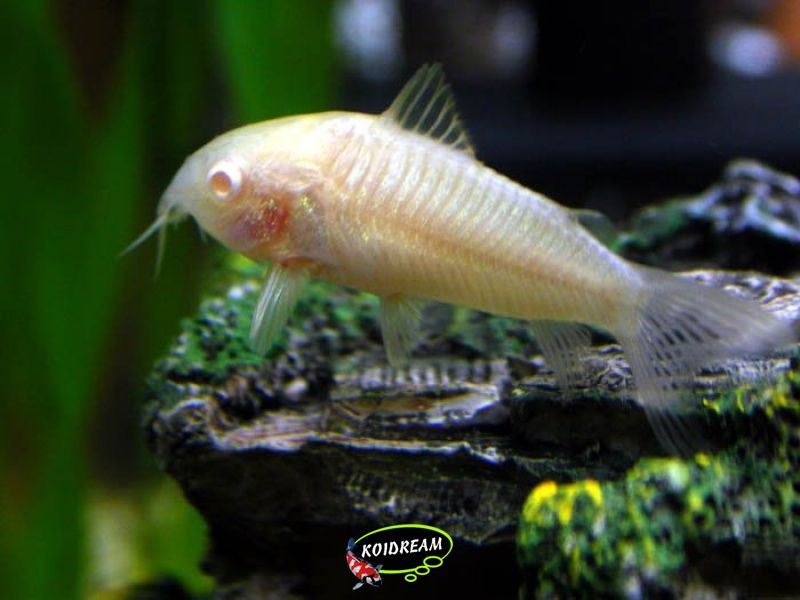 Corydoras albino