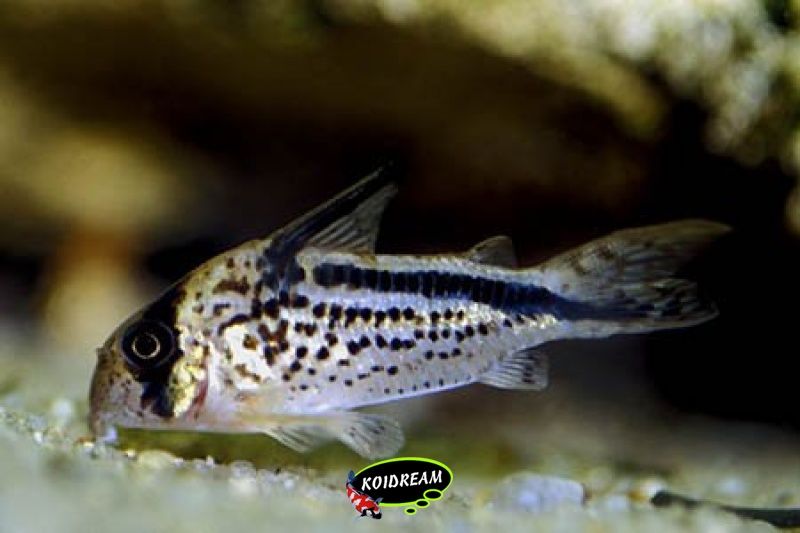 Corydoras loxozonus