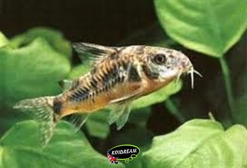 corydoras paleatus