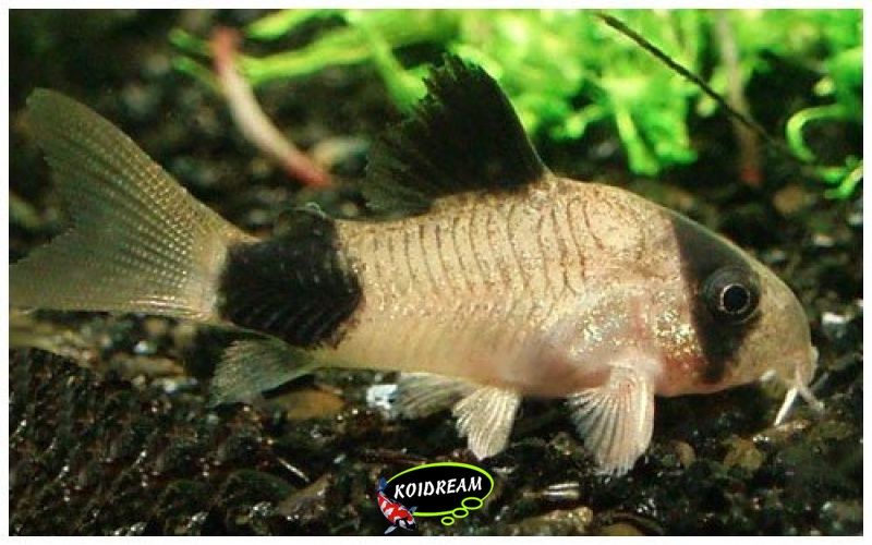 Corydoras Panda