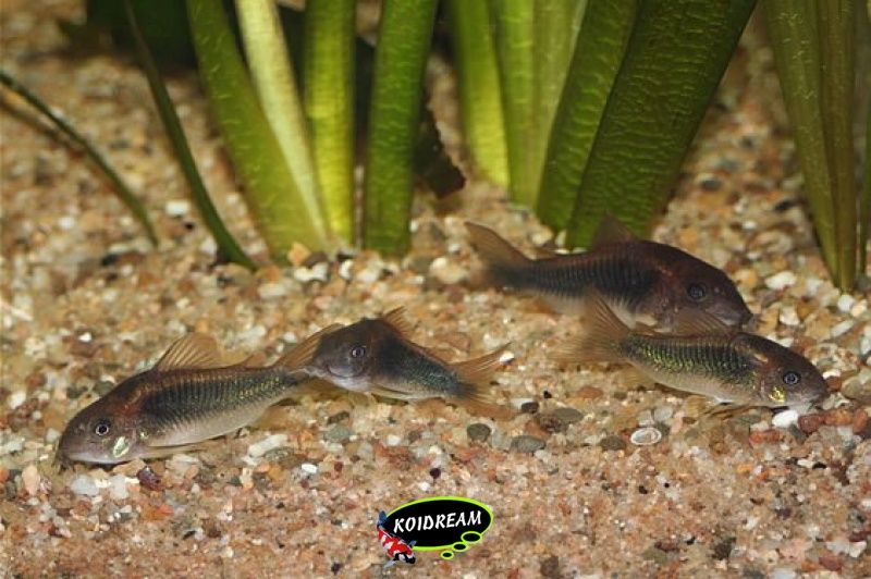Corydoras peru gold stripe