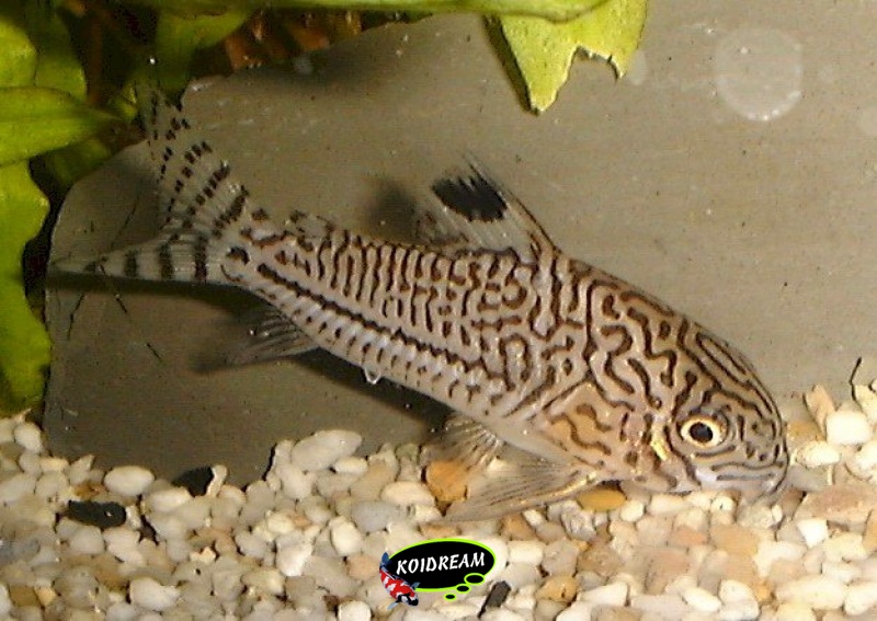 corydoras trilineatus