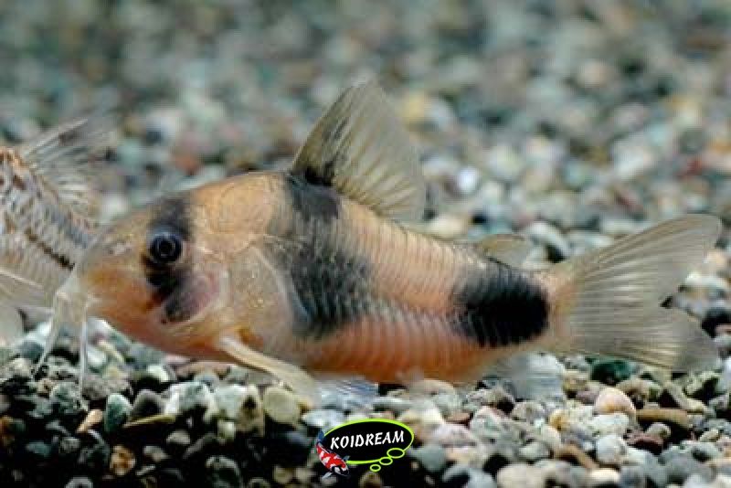 Corydoras weitzmani