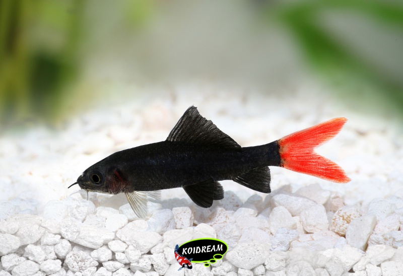 Epalzeorhynchos bicolor - Vuurstaartlabeo