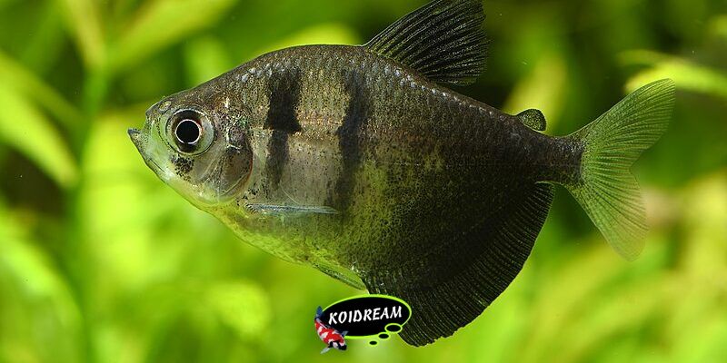 Gymnocorymbus ternetzi - Zwarte tetra