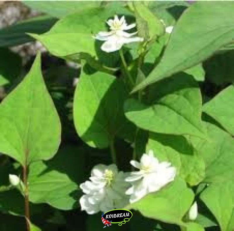 Houttuynia cordata - moerasanemoon