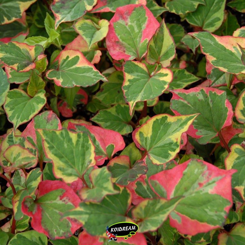 Houttuynia cordata 'chameleon' - Moerasanemoon