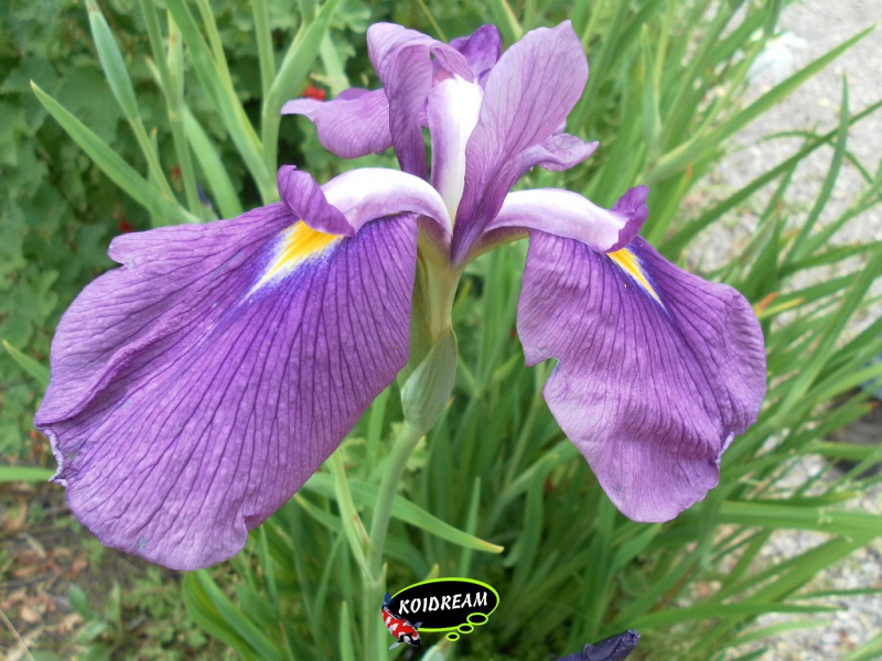 Iris kaempferi 'darling' - Japanse iris