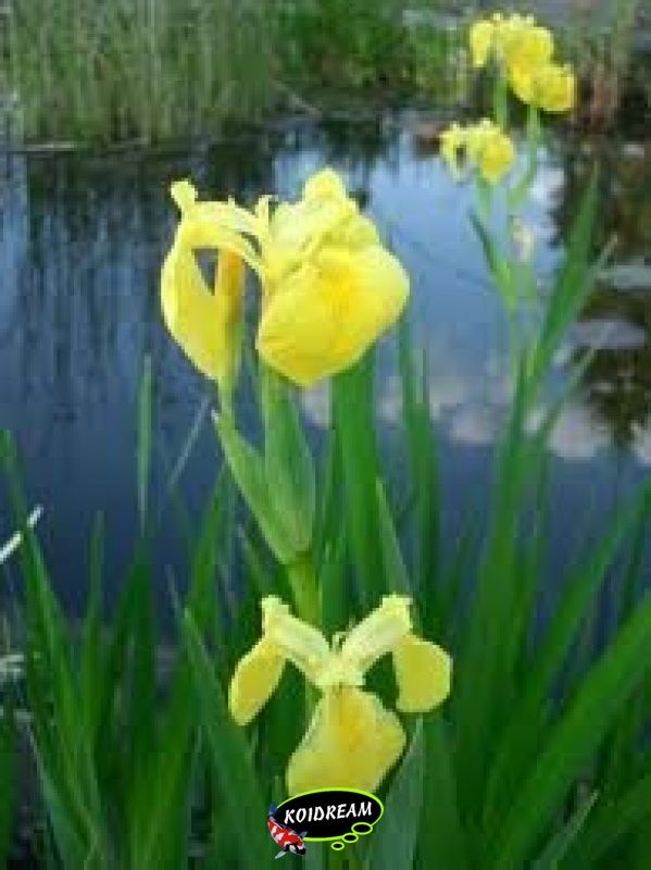 iris pseudacorus - Gele Lis