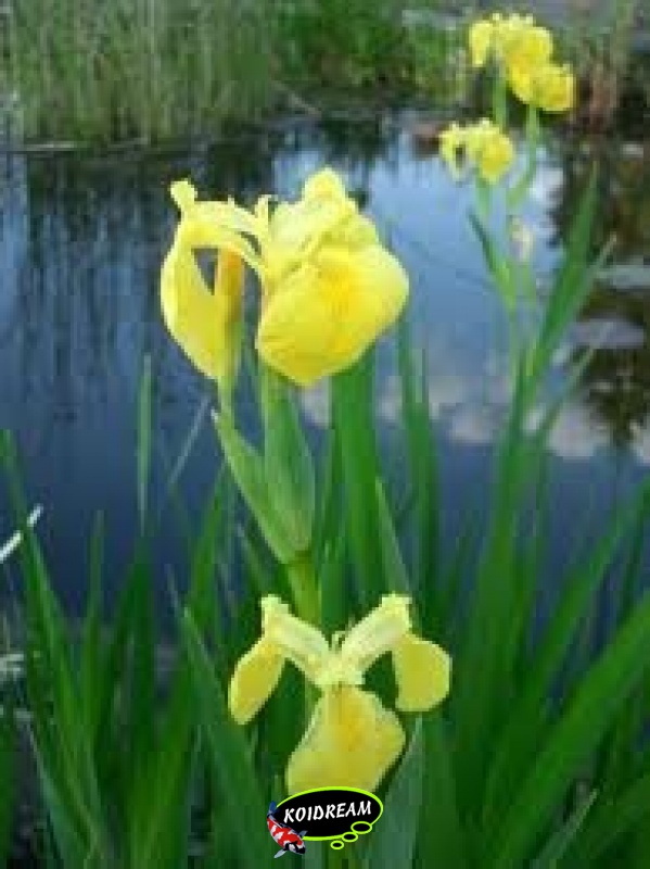 Iris speudacorus - Gele lis