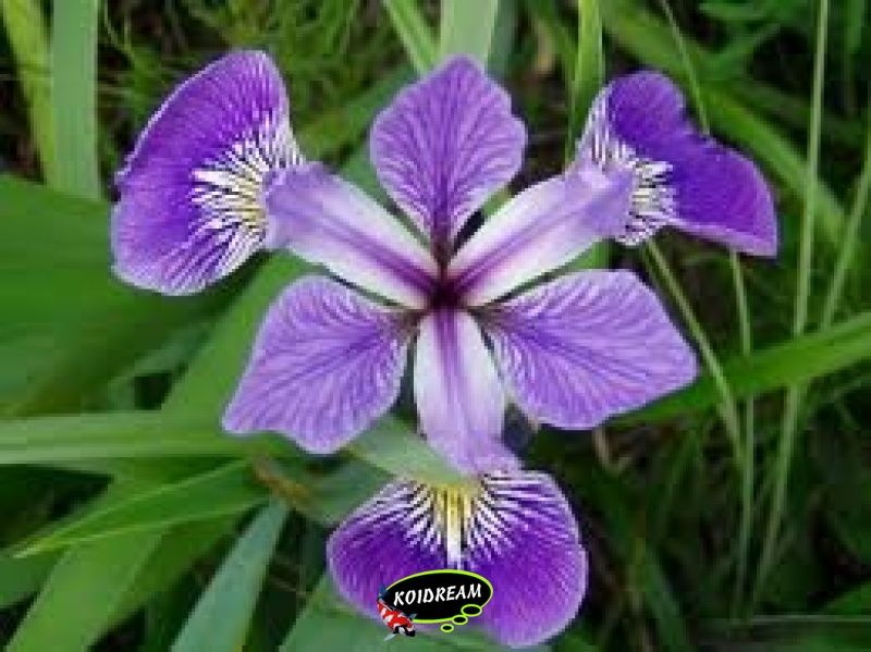Iris Versicolor - Amerikaanse blauwe iris
