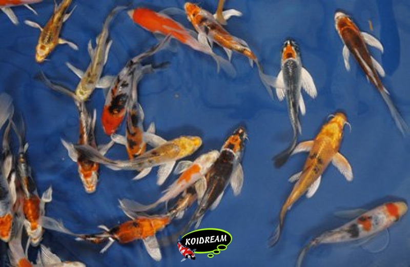 Kin Koi Butterfly A 11 - 13 cm