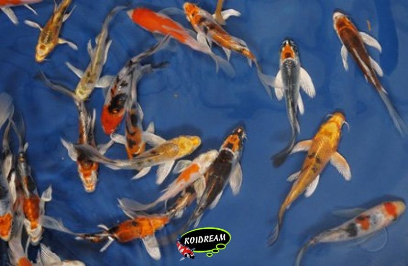 Kin Koi Butterfly A 15 - 18 cm