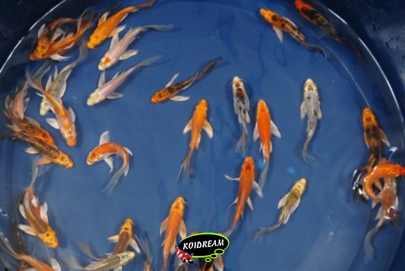 Kin Koi Butterfly B 8 - 11 cm
