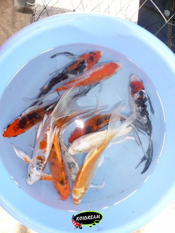 Koi Butterfly 50 - 55 cm - Gan Shmuel