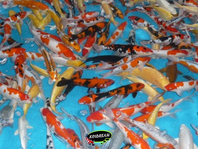 Koi Israel A 25 / 30 cm - Dagnoy