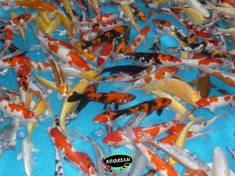 Koi Israel A 40 / 45 cm A - Dagnoy
