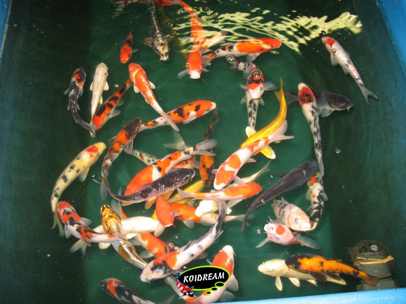 Koi Israel A 50 / 55 cm madankoi