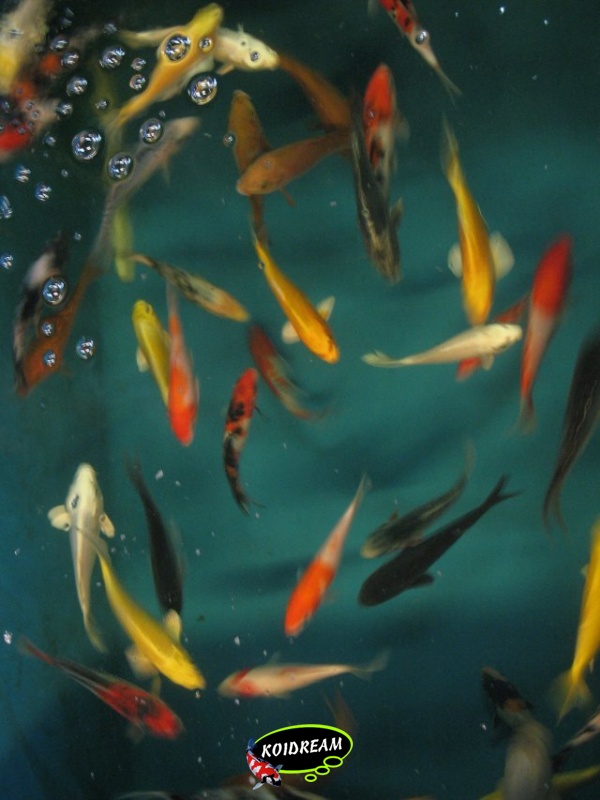 Koi Israel B 15 / 18 cm - Dagnoy