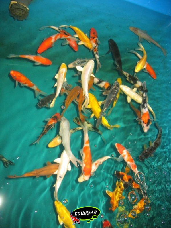 Koi Israel B 30 / 35 cm madankoi