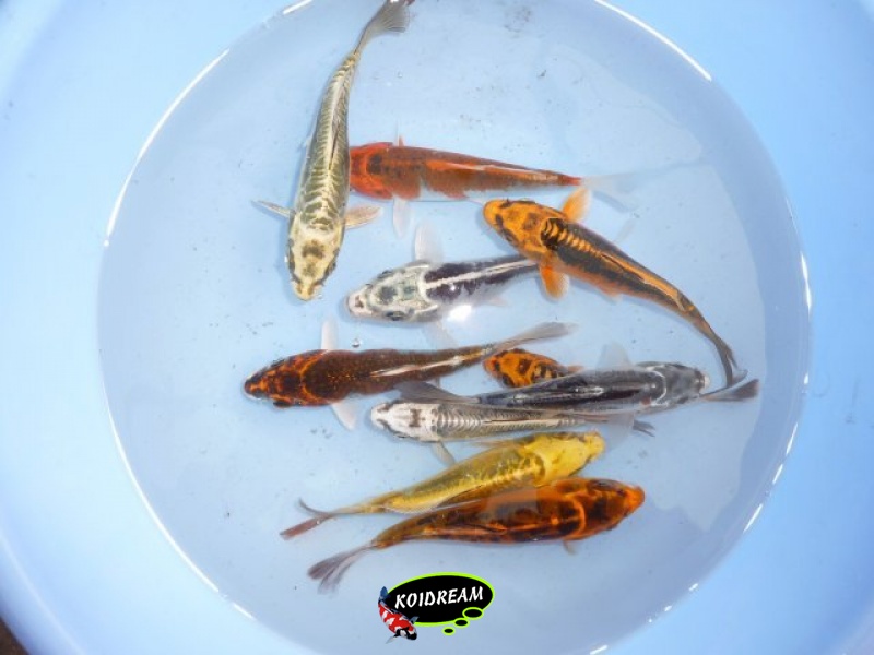 Koi Metalic 25 - 30 cm Madankoi