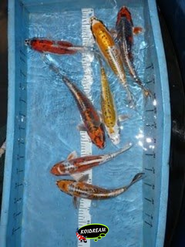 Koi Metalic HP 35 - 40 cm Madankoi