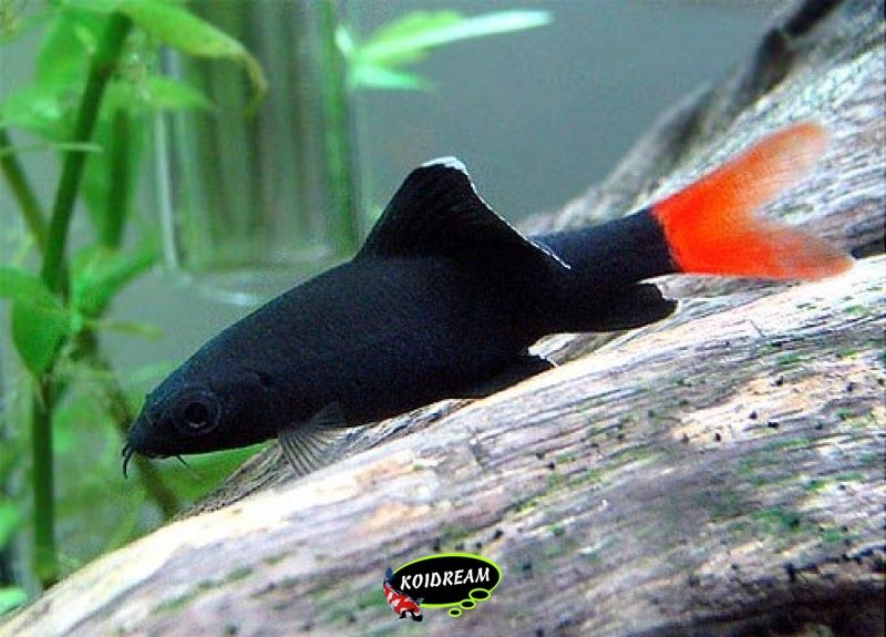 Labeo Bicolor