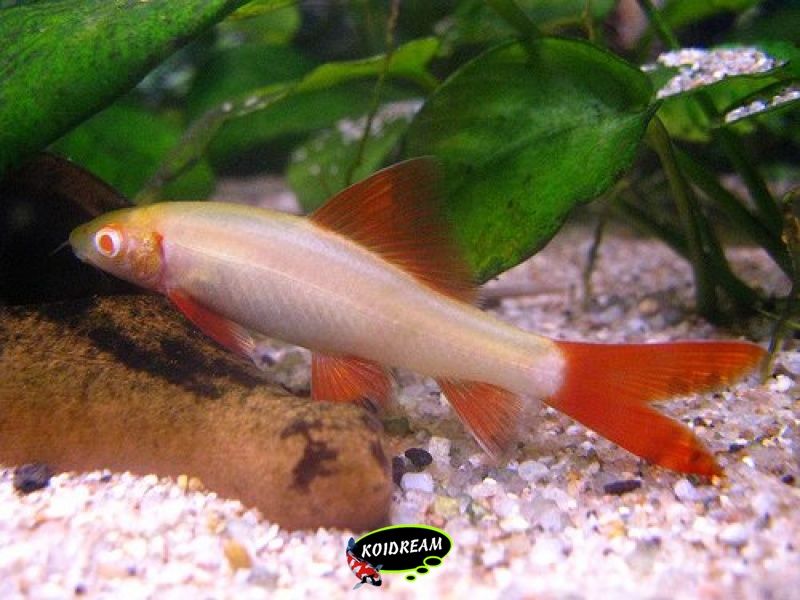 Labeo Bicolor alnino
