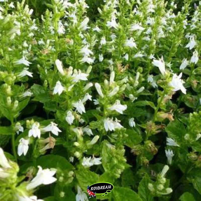 Lobelia siphilitica 'Alba' - Virginische lobelia 