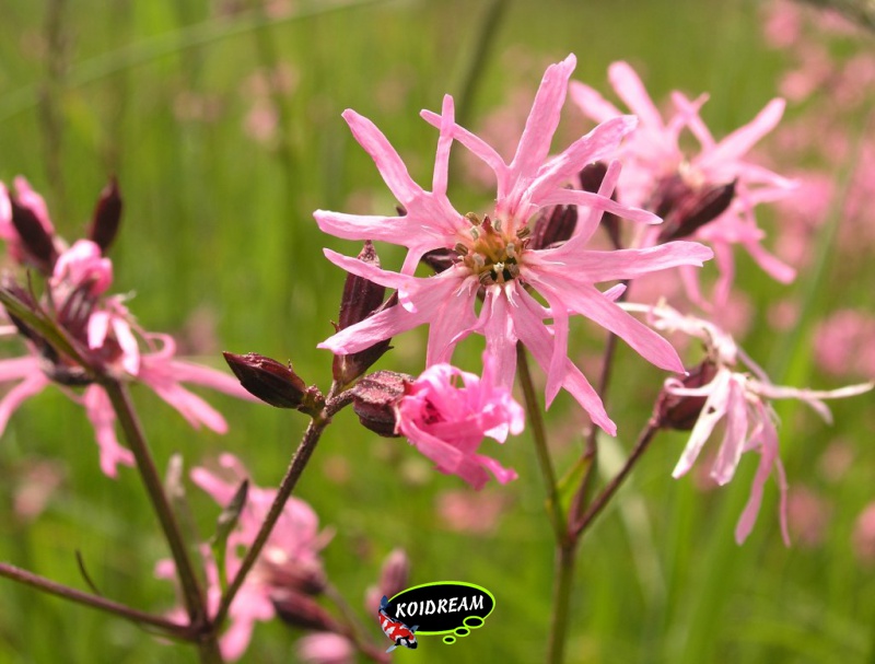 Lychnis flos-cuculi - Echte koekoeksbloem