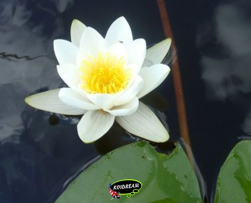Nymphaea Alba - Waterlelie Kant en klaar in mand