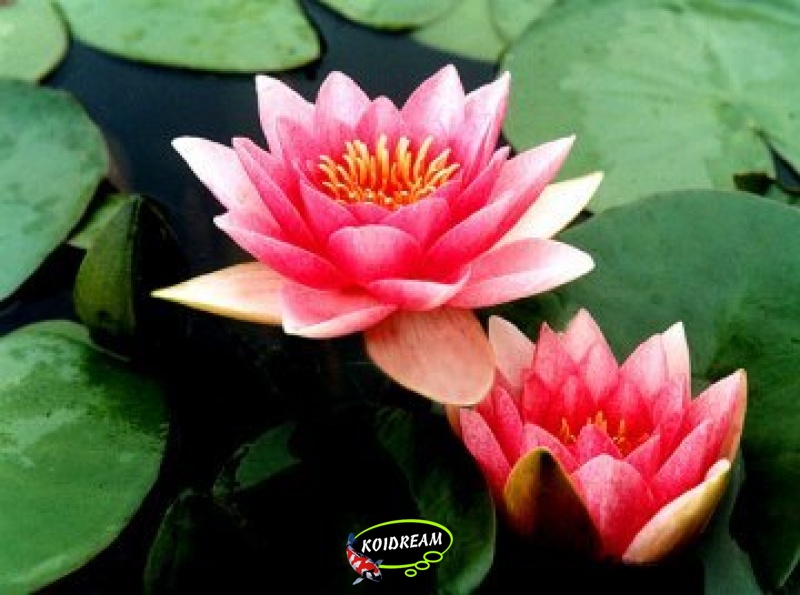 Nymphaea Attraction - Waterlelie Kant en klaar in mand