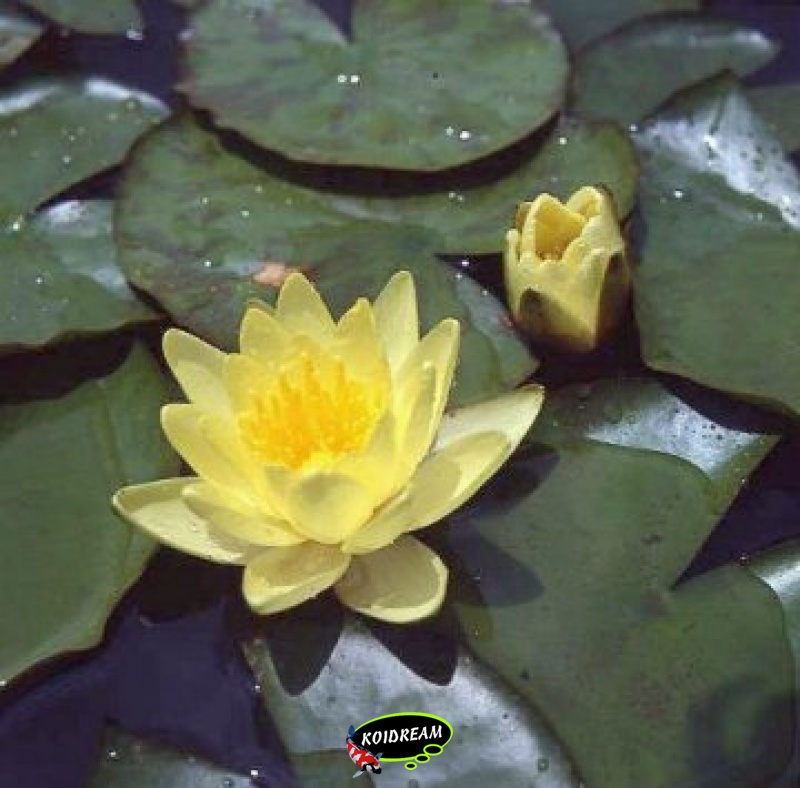 Nymphaea Marliacea Chromatella - Kant en klaar in mand