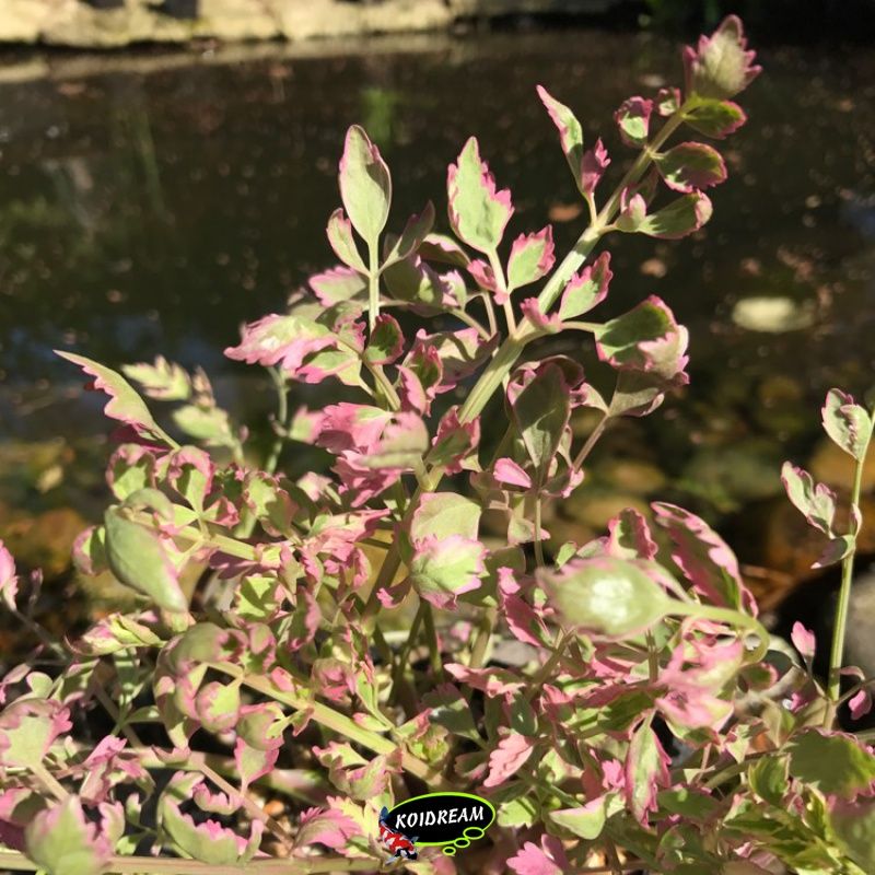 Oenanthe fistulosa 'flamingo' - Pijptorkruid 