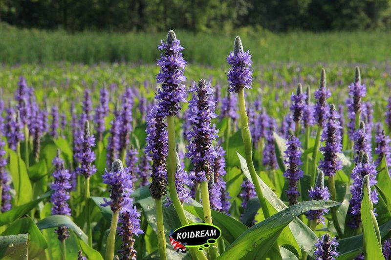 Pontederia cordata - Moerashyacint