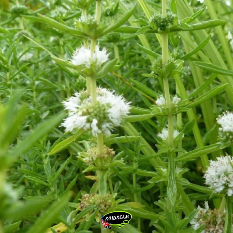 Preslia cervina 'Alba' - Engelse watermunt