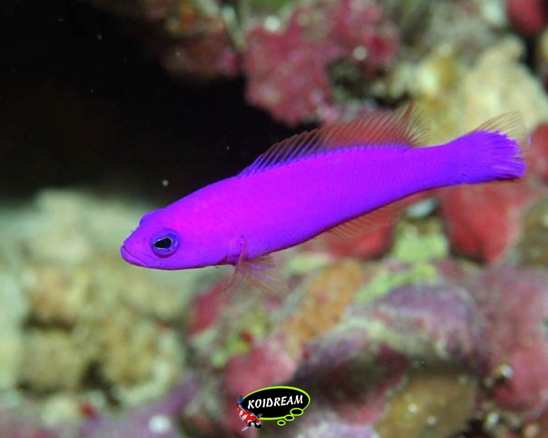 Pseudochromis purpureus