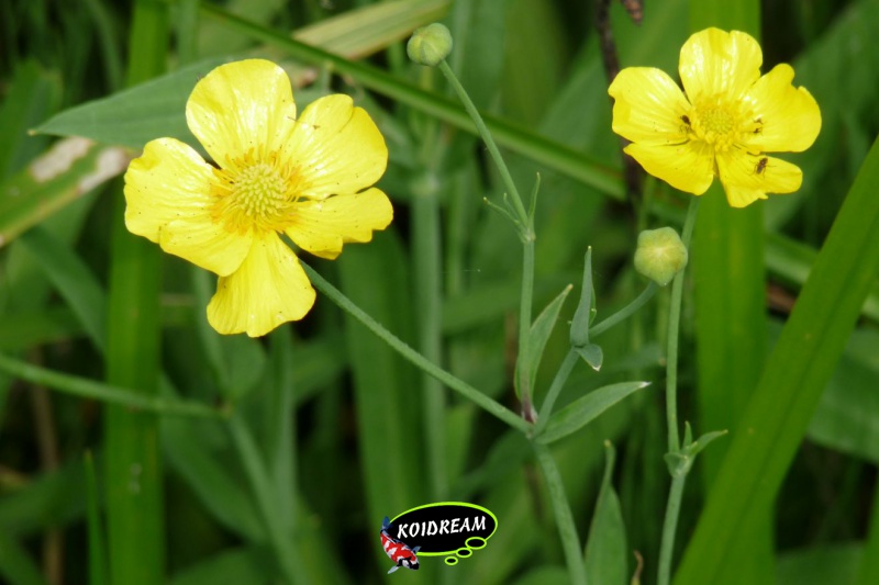 Ranunculus lingua 'Grandiflora' - Grote boterbloem