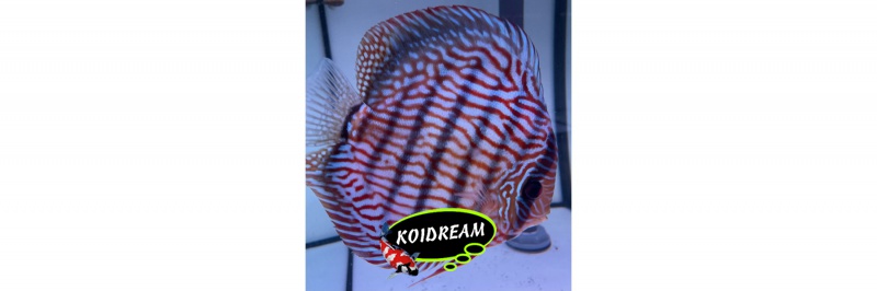 Rotturkis x Cobalt / Rood Turquoise x Kobalt Blauw 8 Cm