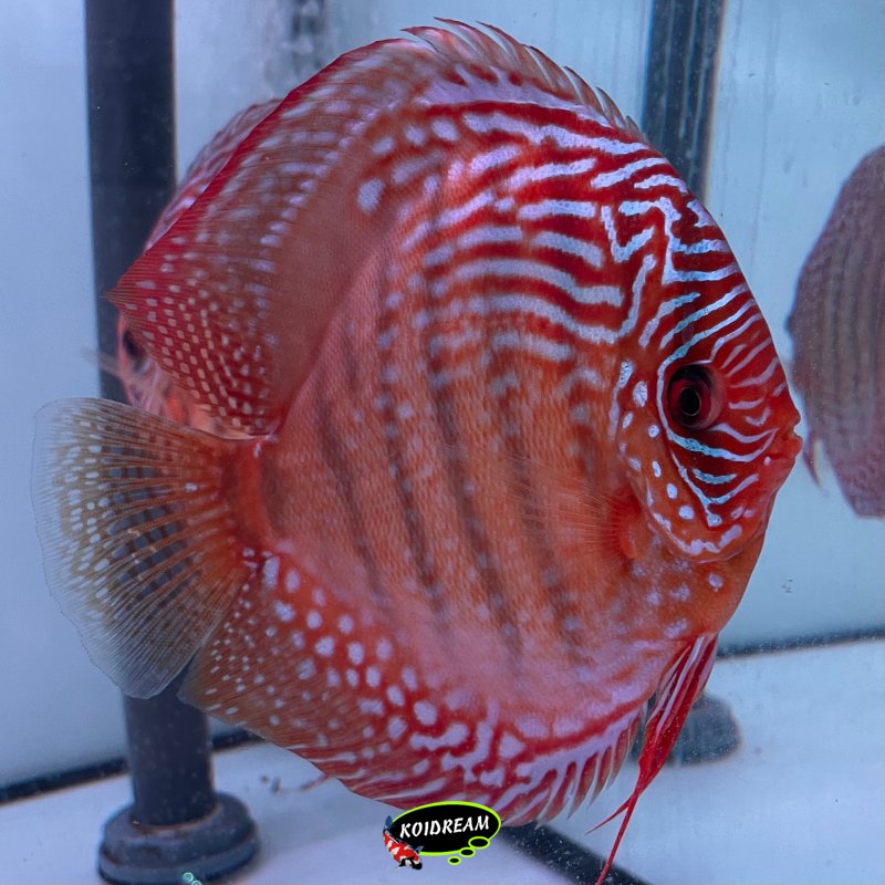 Rotturkis x Curilenquer / Rood Turquoise x Curilenquer 8 Cm