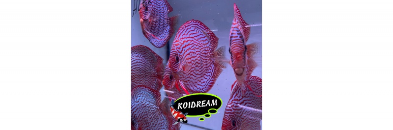 Rotturkis x Red Spotted Green / Rood Turquoise x Rood Gevlekt Groen 8 Cm