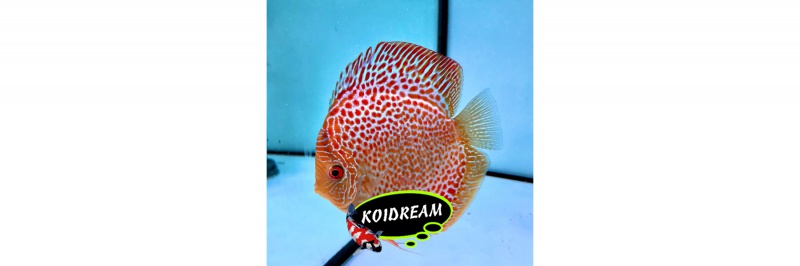Snakeskin Rot / Rood 8 Cm