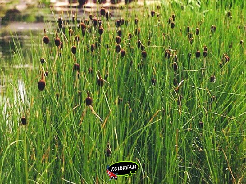 Typha minima - Dwerglisdodde