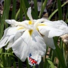  kaempferi 'White ladies'' - Japanse iris