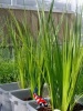 Acorus calamus