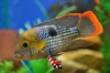 Aequidens Rivulatus