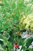 Alisma parviflora - Waterweegbree