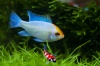 Antennebaarsje Electric Blue